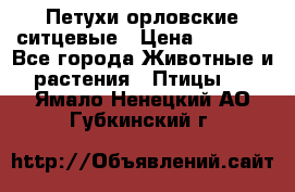 Петухи орловские ситцевые › Цена ­ 1 000 - Все города Животные и растения » Птицы   . Ямало-Ненецкий АО,Губкинский г.